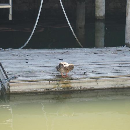 Ferienhaus Am See Neusiedl ノイジードル・アム・ゼー エクステリア 写真