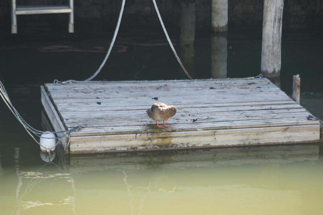 Ferienhaus Am See Neusiedl ノイジードル・アム・ゼー エクステリア 写真